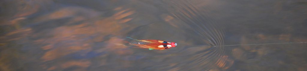 Salmon Fly River Torridge