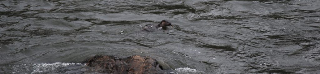 Tarka The Otter River Torridge