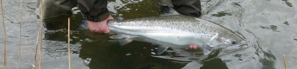 River Torridge Salmon