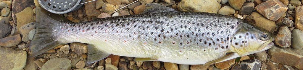 Trout River Torridge Association